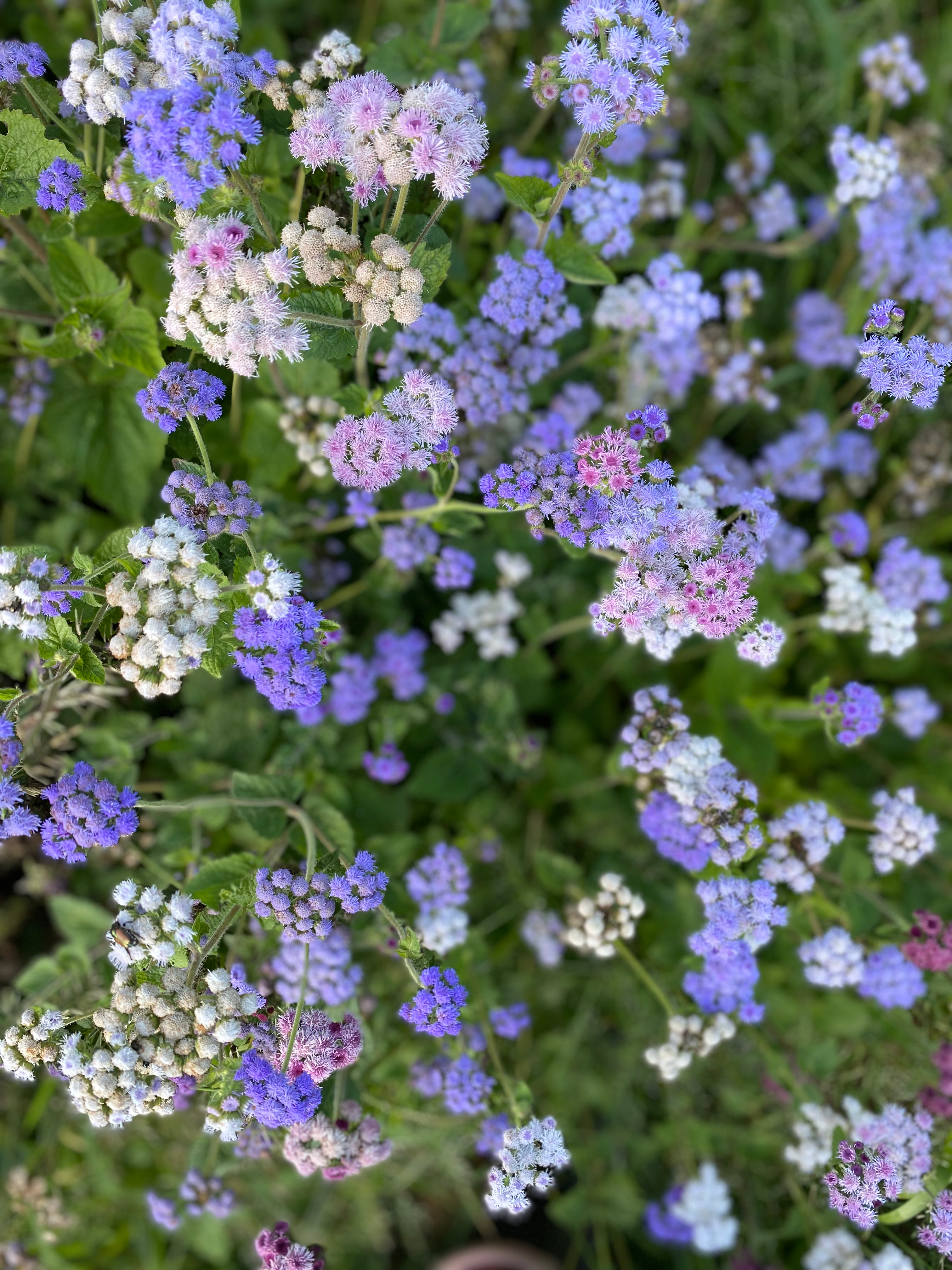 Ageratum, Timeless Mix