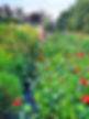 kipper.in.garden.JPG
