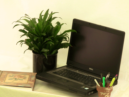 Dracaena Compacta - Small