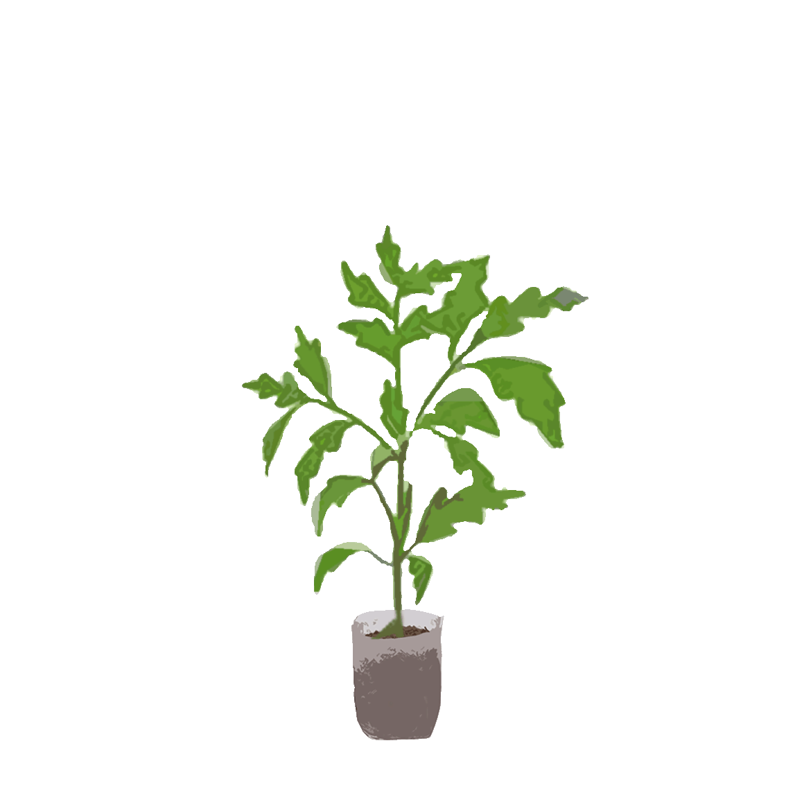 tomato plant in a pot
