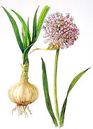 GARLIC
