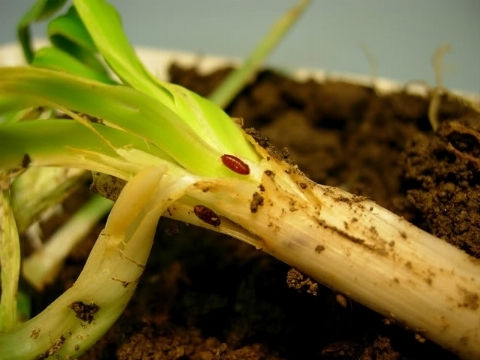 ALLIUM LEAF MINER
