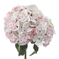 lindo_breanthus-Flower_Fusion