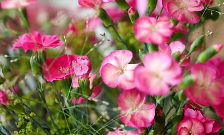 Solomio Hot Pink (1).jpg