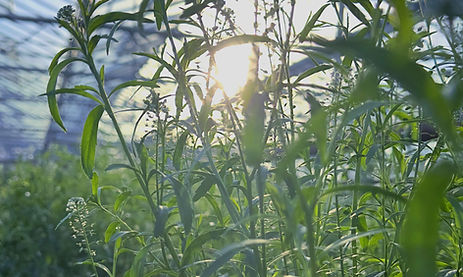 Green dragen (2)_edited_edited.jpg