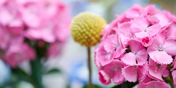 breanthus-Flower_Fusion