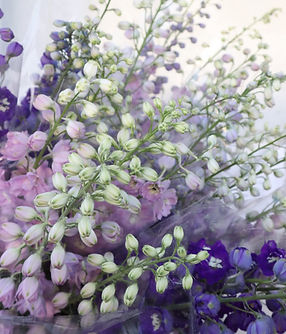 Flower_fusion-Cut_flower-Wedding_flower-Wholesale-Dephiniums.jpg