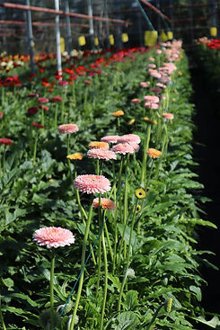 FlowerFusion-Gerbera-Pink-Pomponi.jpg