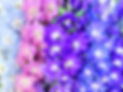Flower_Fusion-Delphimium.jpg