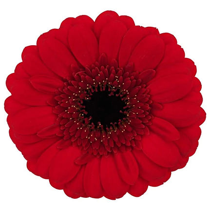 Fresh_Fusion-cut_flower-gerbera_mini_red_ruby.jpg