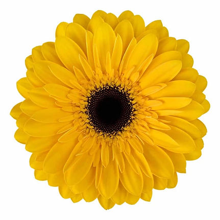 Fresh_Fusion-cut_flower-gerbera_standard_tepito_Yellow.jpg