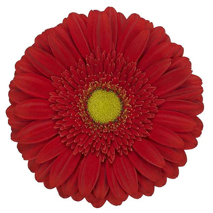 Fresh_Fusion-cut_flower-gerbera_standard_forbes.jpg