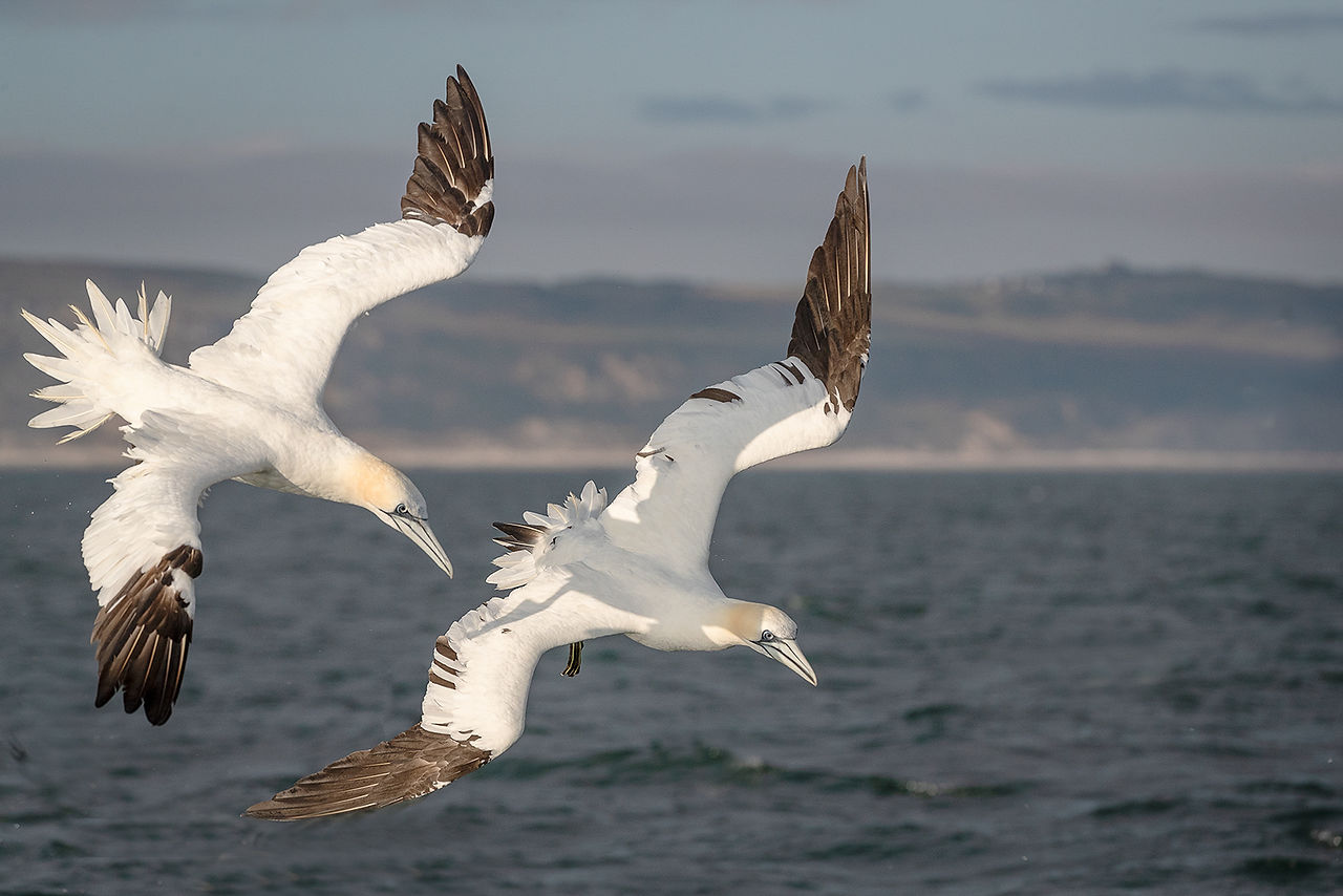 pair of hunting gannets