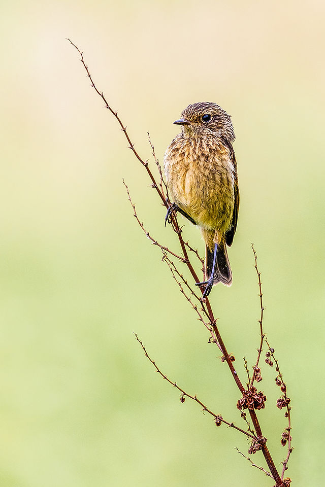 Juvenile Stonechat - Ian Hastie