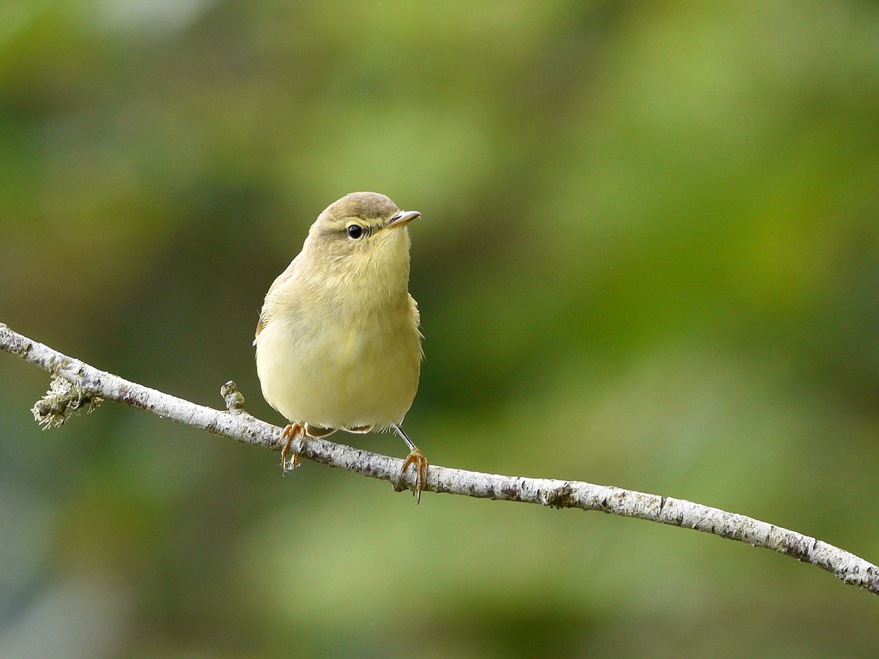 Warbler