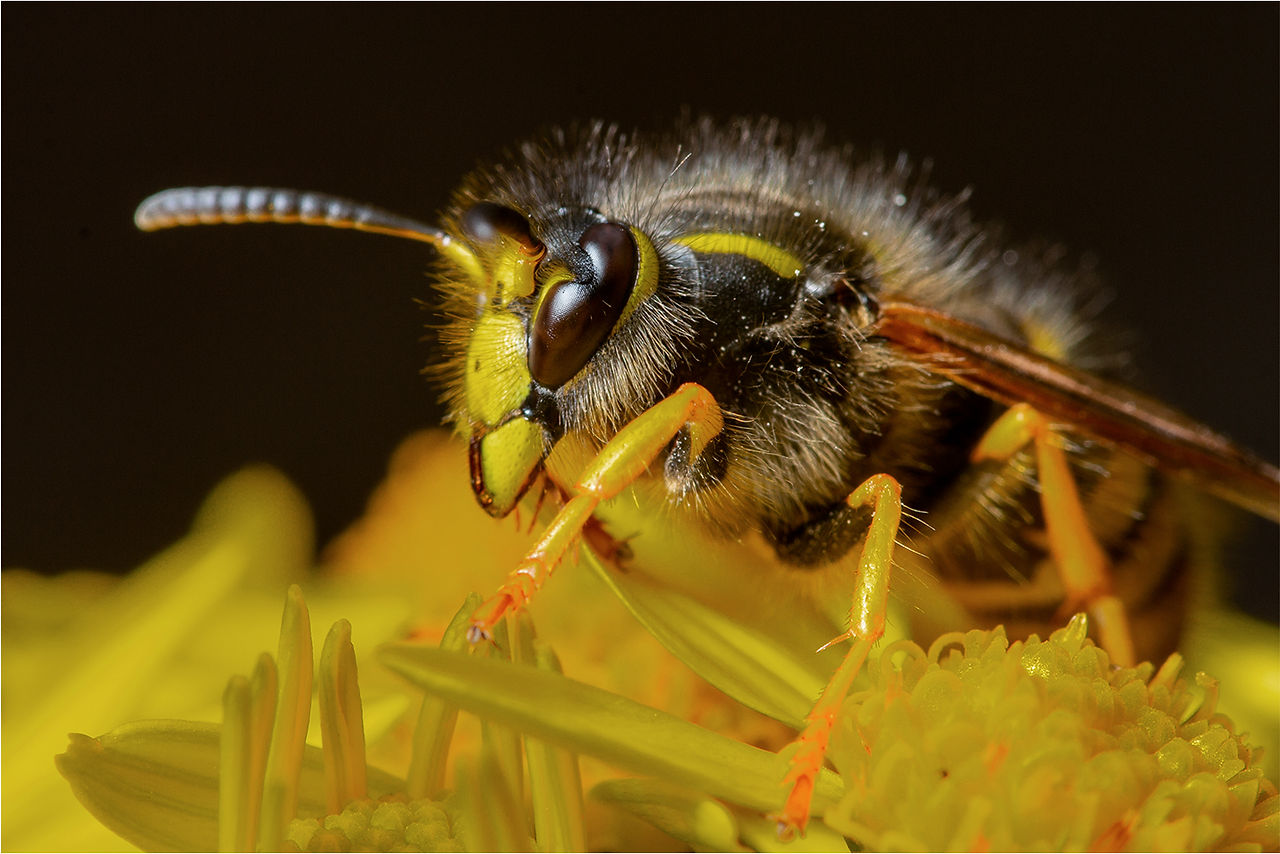 6 Wasp