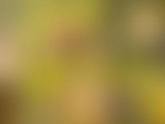 Harvest Mice - something different to spend your Christmas money on?