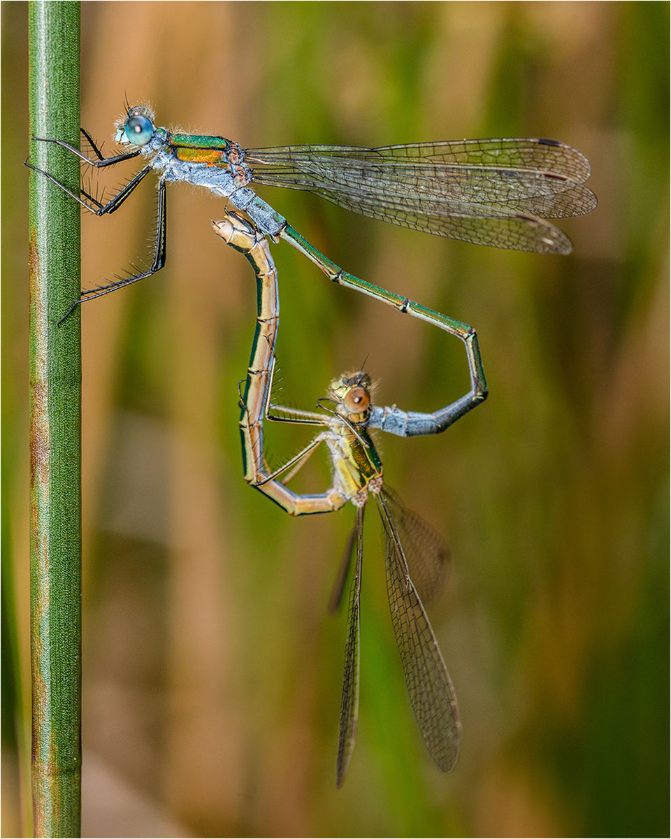7 Emerald Damselflies