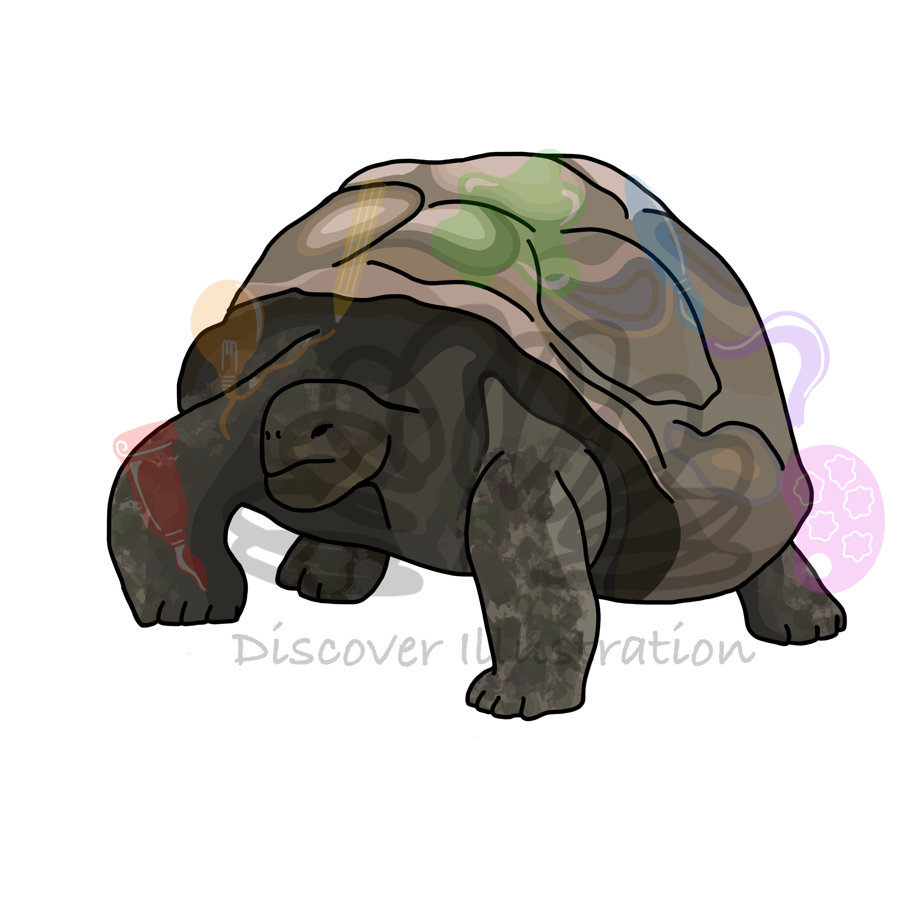 Galapagos Tortoise
