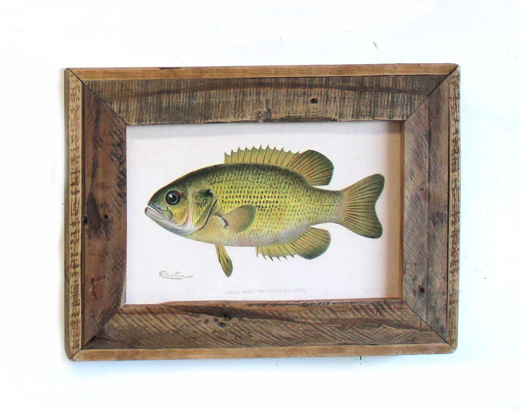 Rock Bass Fish Print & Barn Wood Frame