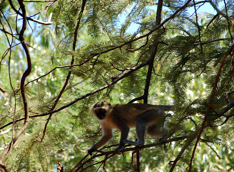 Vervet Monkey, Malawi