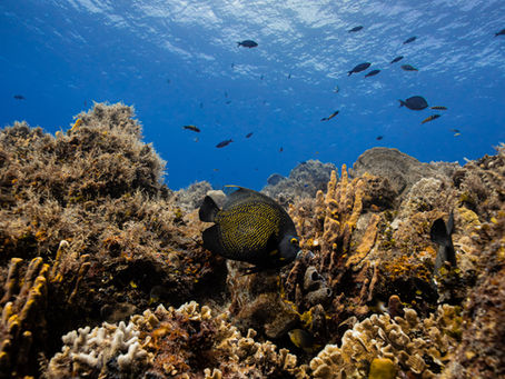 December Diving: Why Cozumel is the Perfect Destination to End the Year