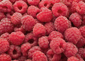 Raspberry organic fruit black currant gooseberry