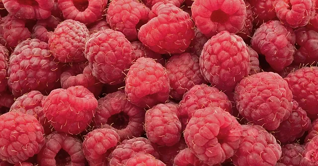 Framboises | Beauregard Autocueillette|Mont-Saint-Hilaire