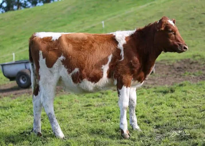 Thumbnail: Pedigree Dairy Cows
