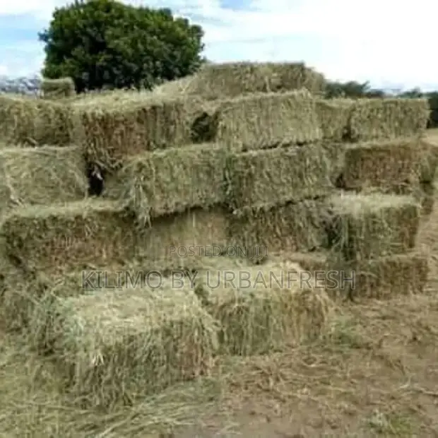 Thumbnail: Boma Rhodes Hay