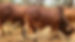 sahiwal_cattle