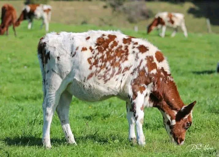 Thumbnail: Pedigree Dairy Cows