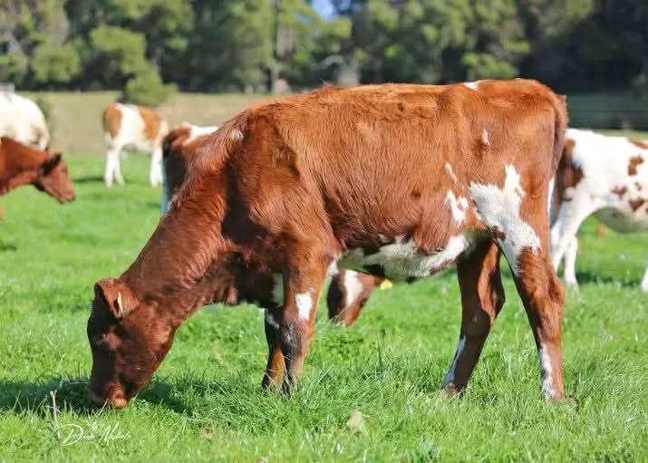 Thumbnail: Pedigree Dairy Cows