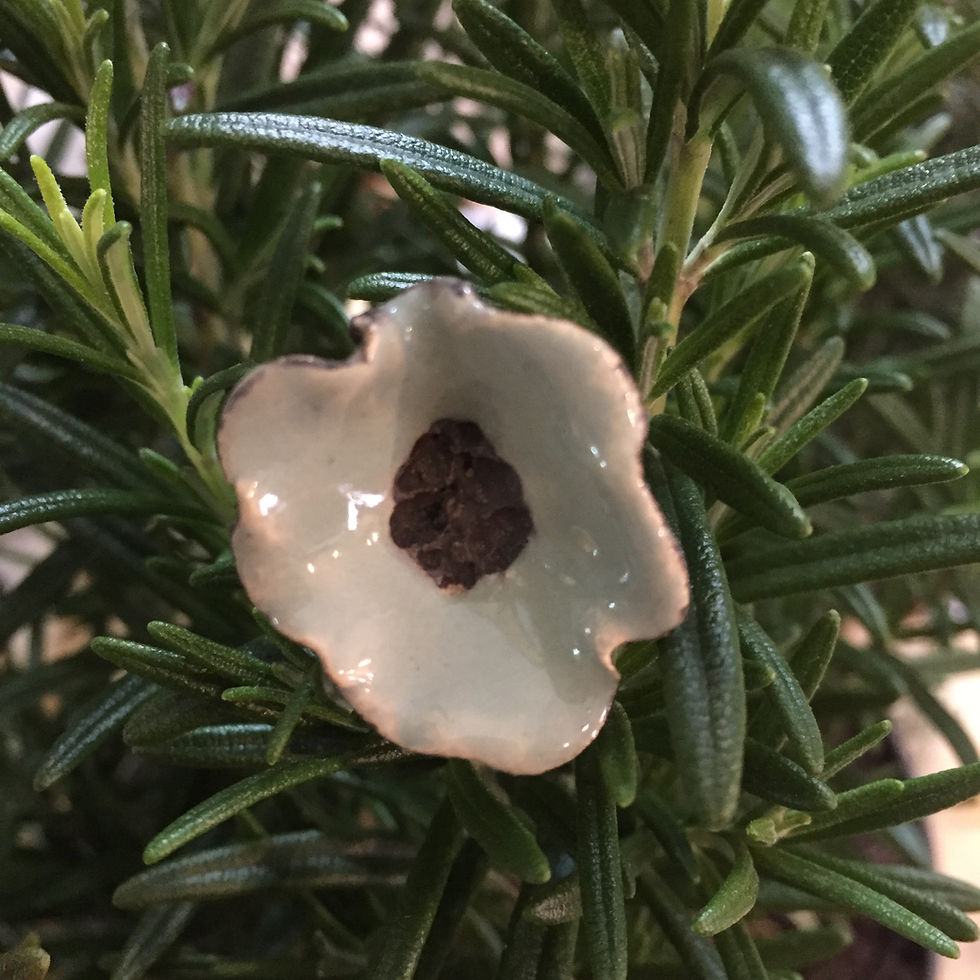 Miniature : La petite fleur des calanques