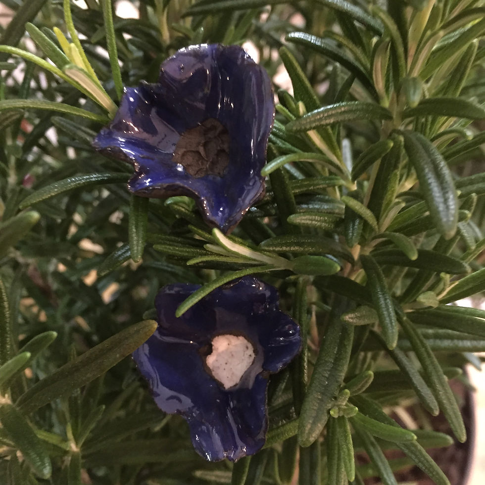 Miniature : La petite fleur des calanques