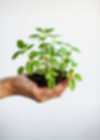 plant growing in hand.jpg