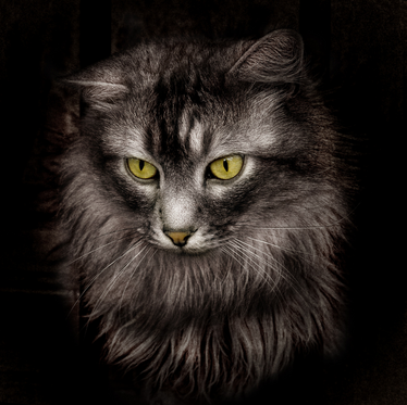 Viking Cats: Sacred Betrothal Beasts?