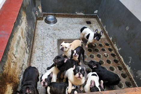 Perritos en pésimo estado en criadero de Alta Gracia