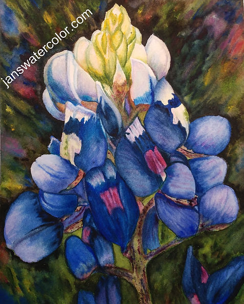 Bluebonnet in a field watercolor by Jan Sponaugle