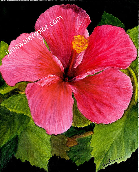 Pink Hibiscus Watercolor by Jan Sponaugle
