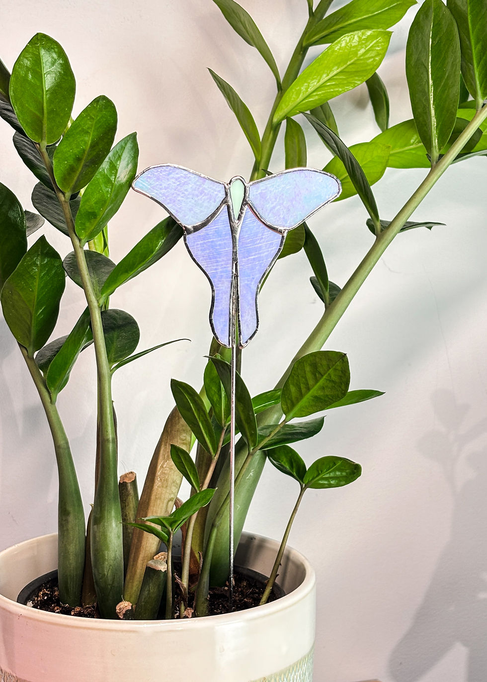 Miniature : Papillon Lune