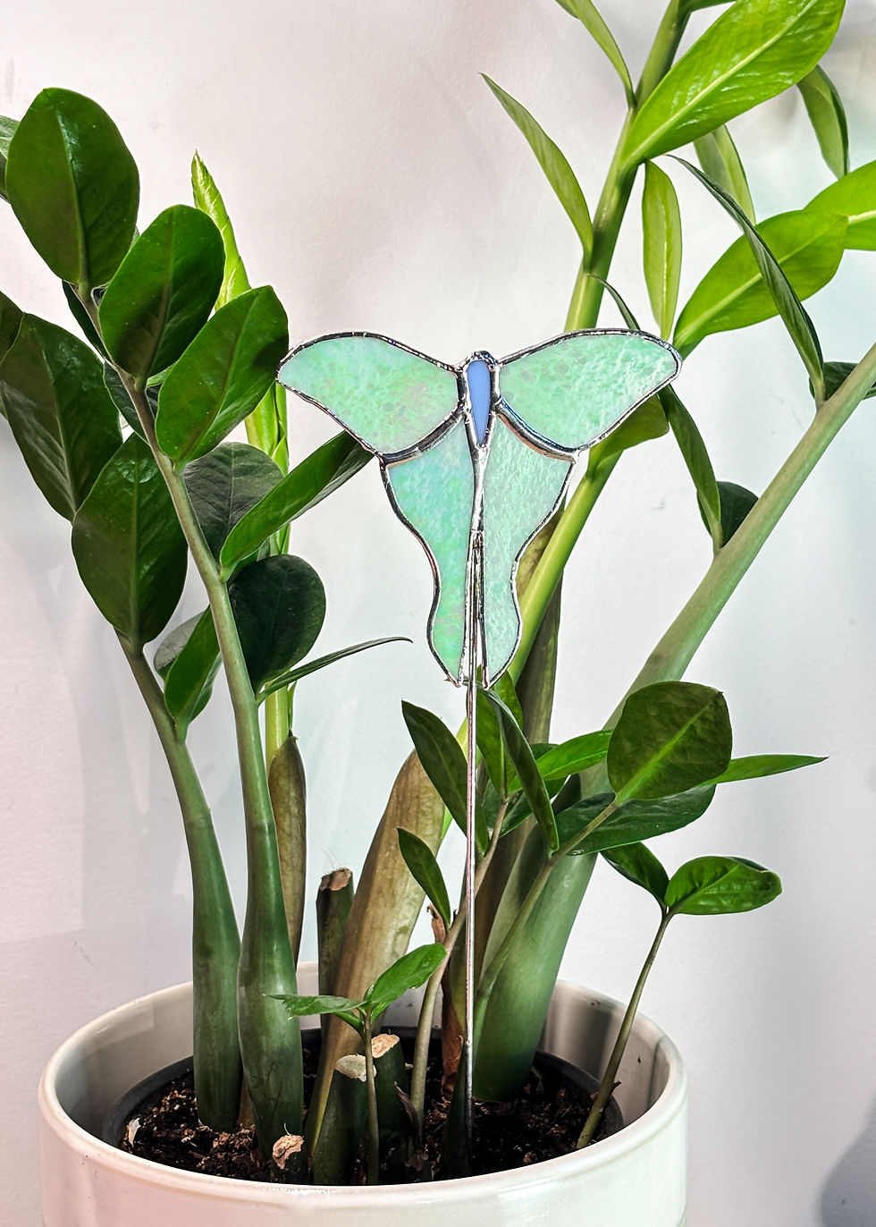 Miniature : Papillon Lune