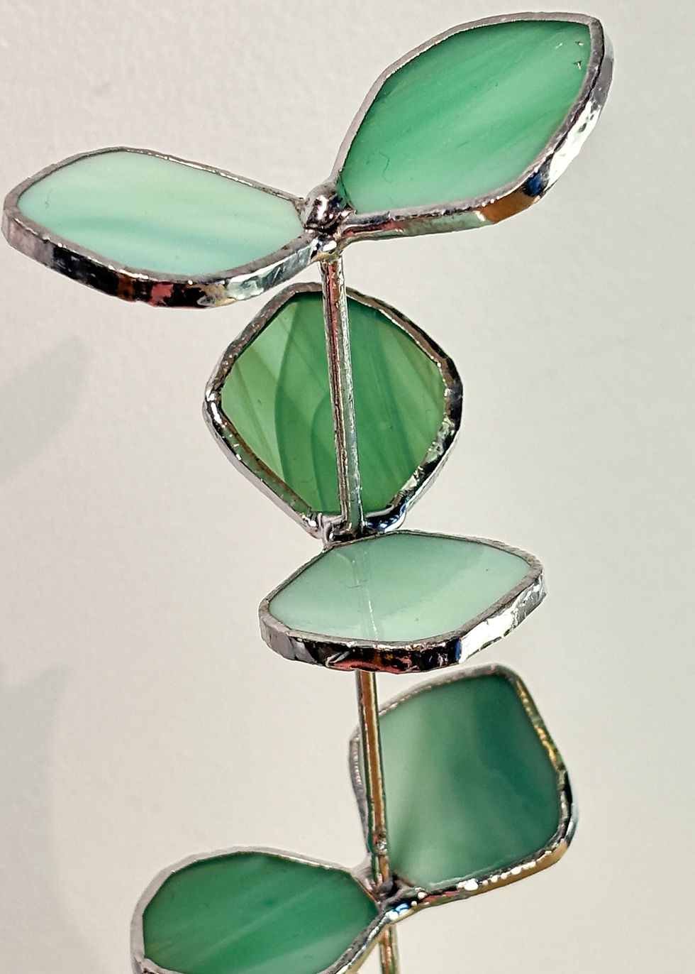 Miniature : Eucalyptus