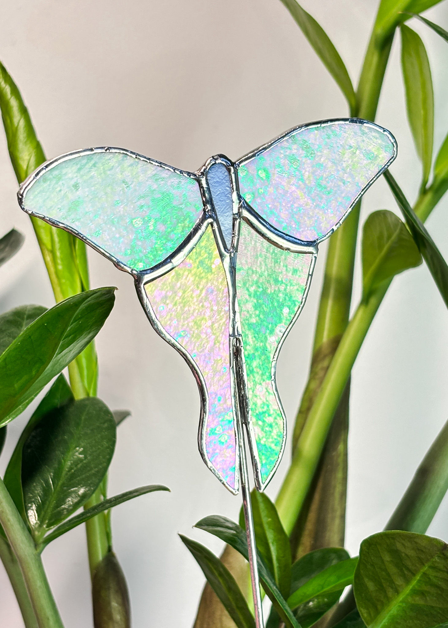 Papillon Lune
