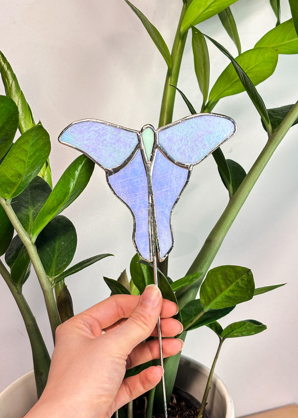 Miniature : Papillon Lune