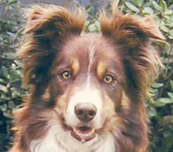 Red Border Collies with Yellow Eyes