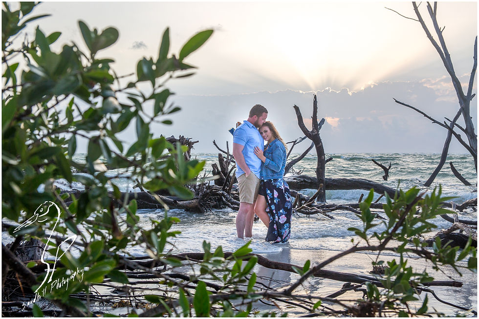 Longboat Key Engagement Photographer, view through the mangroves as a couple stands embracing in the water of a drift wood beach as the sun sets