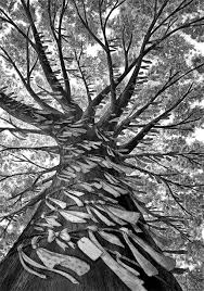 Monochrome illustrations of the view of the wish tree from the base of it's trunk 