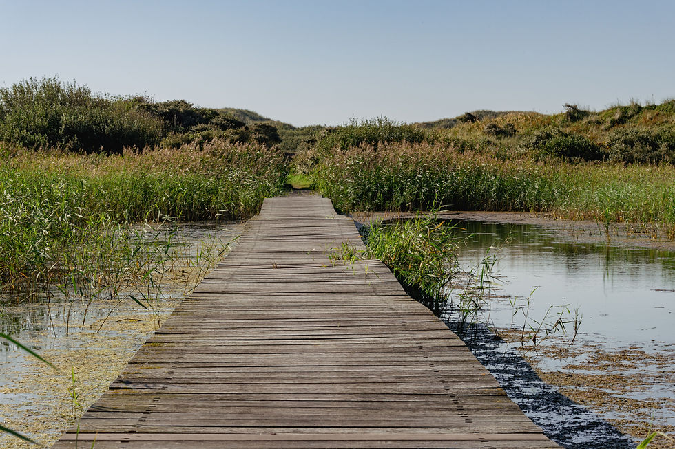 Landscape restoration, erosion control and biodiversity with Roots 2 Leaves Services