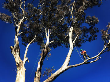Roots 2 Leaves worker standing on a tree branch with billions blue sky behind